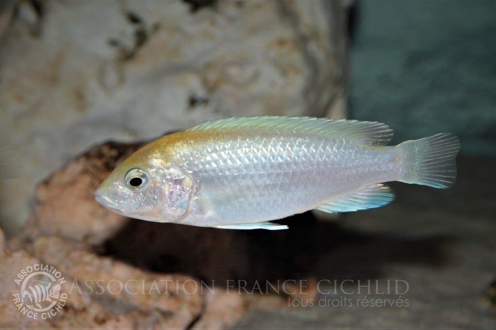 Labidochromis caeruleus Chadagha femelle.jpg