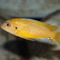 Maylandia sp. 'msobo' Magunga Reef jeune mâle en cours de coloration.jpg