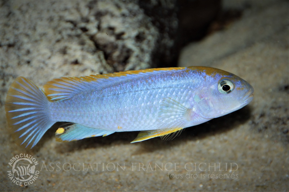 Pseudotropheus sp. 'perspicax orange cap' Ndumbi Reef mâle subadulte.jpg