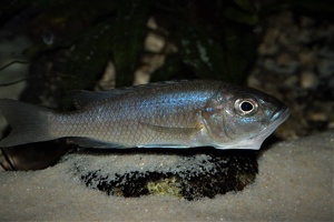Sciaenochromis fryeri Likoma Island
