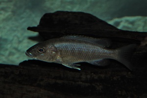 Sciaenochromis fryeri Likoma Island