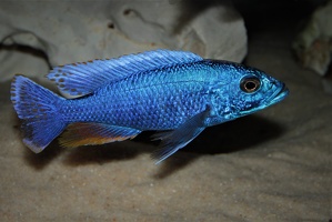 Sciaenochromis fryeri Likoma Island