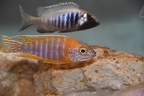 Aulonocara sp. 'stuartgranti maleri' Chidunga rocks mâle orange.JPG