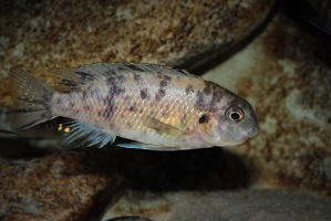 Tropheops sp. "orange chest" Makokola Reef