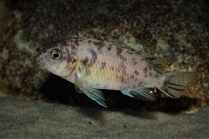 Tropheops sp. "orange chest" Makokola Reef