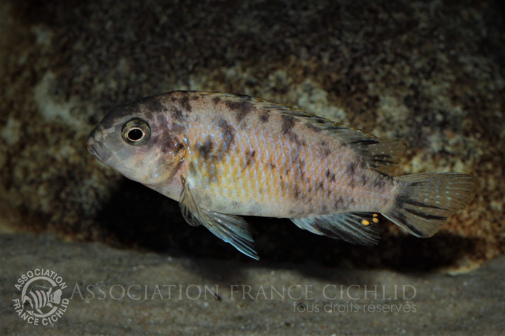 Tropheops tropheops Makokola Reef femelle.jpg