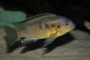 Tropheops sp. "orange chest" Makokola Reef