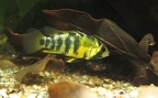 Apistogramma baenschi femelle.JPG