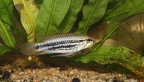 Apistogramma sp.miua.JPG