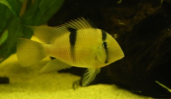 Guianacara sp. "Jatapu"