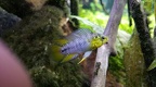 Apistogramma borellii sauvage Paraguay.jpg