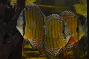 Symphysodon aequifasciatus