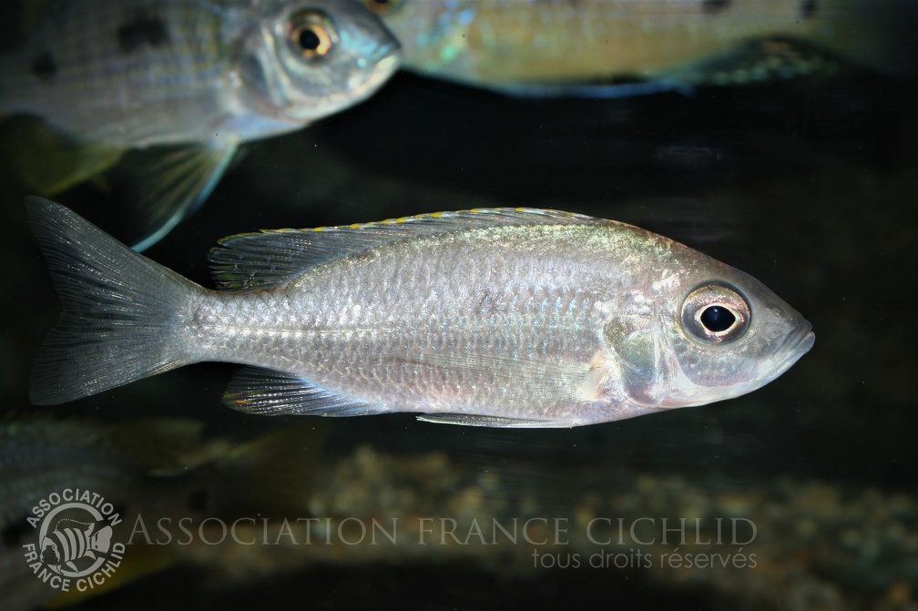 Placidochromis sp. 'electra blue' Mbamba Bay femelle.jpg