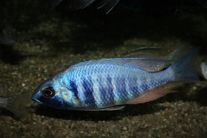 Placidochromis sp. 'electra blue' Mbamba Bay