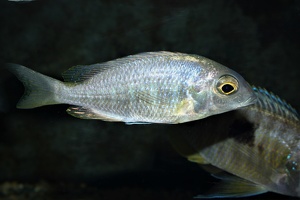 Placidochromis sp. "electra Boadzulu"