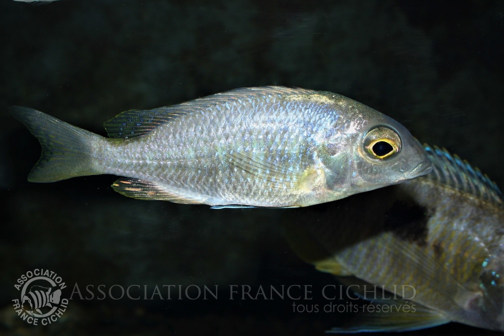 Placidochromis sp. 'electra boadzulu' femelle.jpg