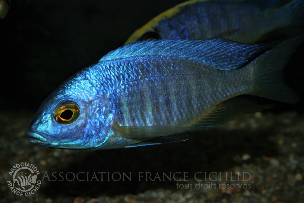 Placidochromis sp. 'electra boadzulu' mâle.jpg