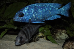 Placidochromis sp. "phenochilus Tanzania'' Lupingu
