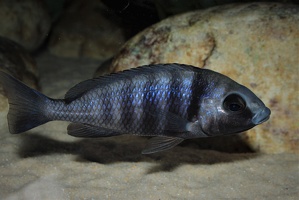 Placidochromis sp. "phenochilus Tanzania" Lupingu