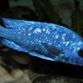 Placidochromis sp. 'phenochilus tanzania' Lupingu mâle.jpg