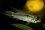 Apistogramma agassizi Nanay.JPG