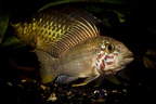 Apistogramma megastoma.JPG