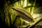 Apistogramma trifasciata Pirebuy.JPG