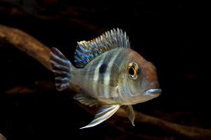 Geophagus sp. "red head Tapajos"
