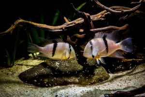 Guianacara sp. "Jatapu"