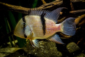 Guianacara sp. "Jatapu"