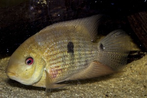 Heroina isonycterina