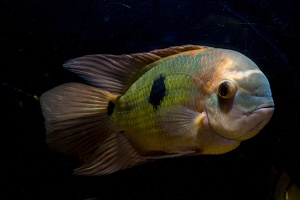Hypselecara temporalis