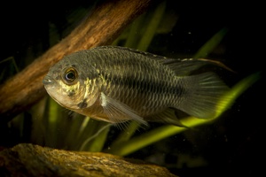 Nannacara anomala Guyana