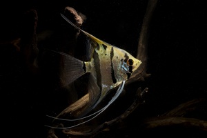 Pterophyllum scalare Rio Nanay