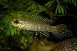 Taeniacara candidi