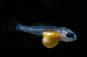 Cyprichromis leptosoma Mpulungu alevin