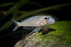 Xenotilapia ochrogenys Karilani.JPG