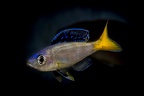 Cyprichromis leptosoma Mpulungu.JPG
