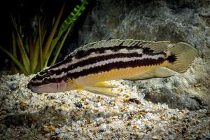Julidochromis aff. ornatus Uvira