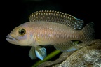 Nelamprologus ventralis Chituta.jpg