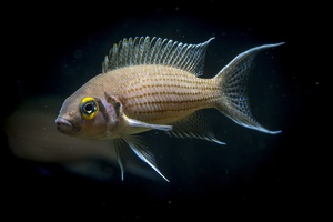 Neolamprologus olivaceus