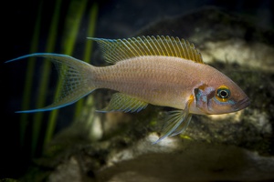 Neolamprologus pulcher