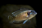 Neolamprologus speciosus.JPG