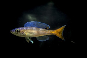 Cyprichromis leptosoma Utinta