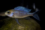 Ophtalmotilapia ventralis Orange Cap.jpg