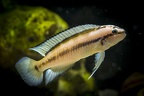 Telmatochromis vittatus.JPG