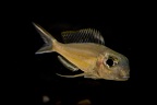 Xenotilapia ornatipinnis Burundi.jpg