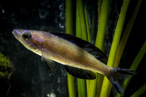 Cyprichromis microlepidotus "kasai"