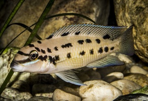 Chalinochromis brichardi ssp. "ndhoboi"