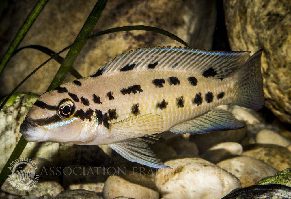 Chalinochromis sp. Ndhoboi.JPG